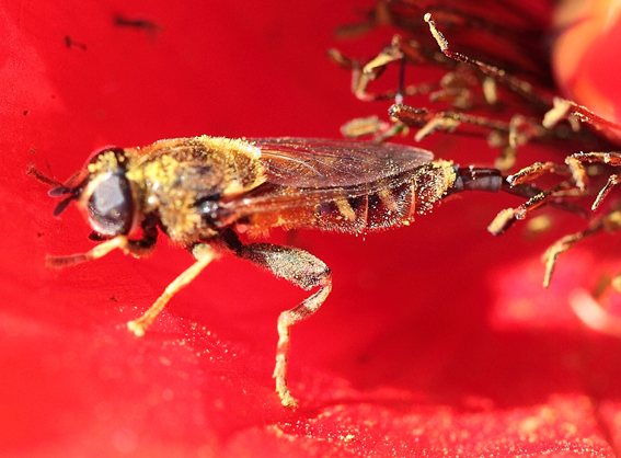 Dittero da id(Syrphidae?)